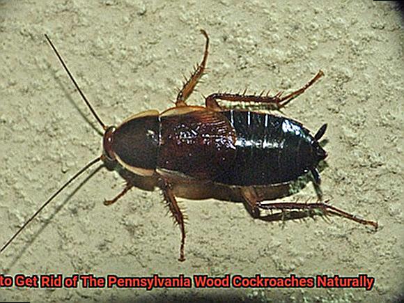 How to Get Rid of The Pennsylvania Wood Cockroaches Naturally-3