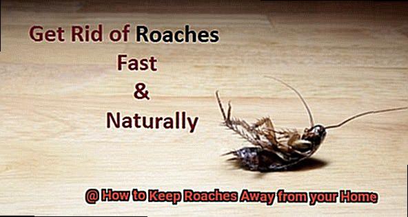 How to Keep Roaches Away from your Home-3
