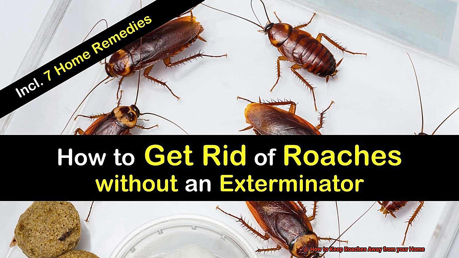 How to Keep Roaches Away from your Home-6