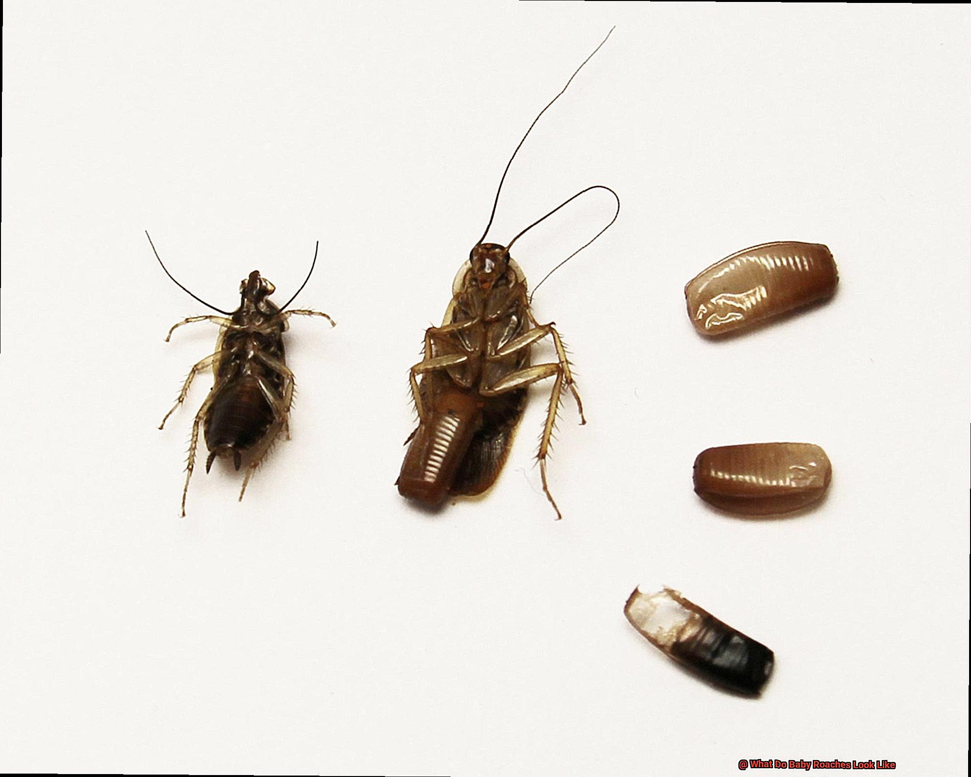 What Do Baby Roaches Look Like-2