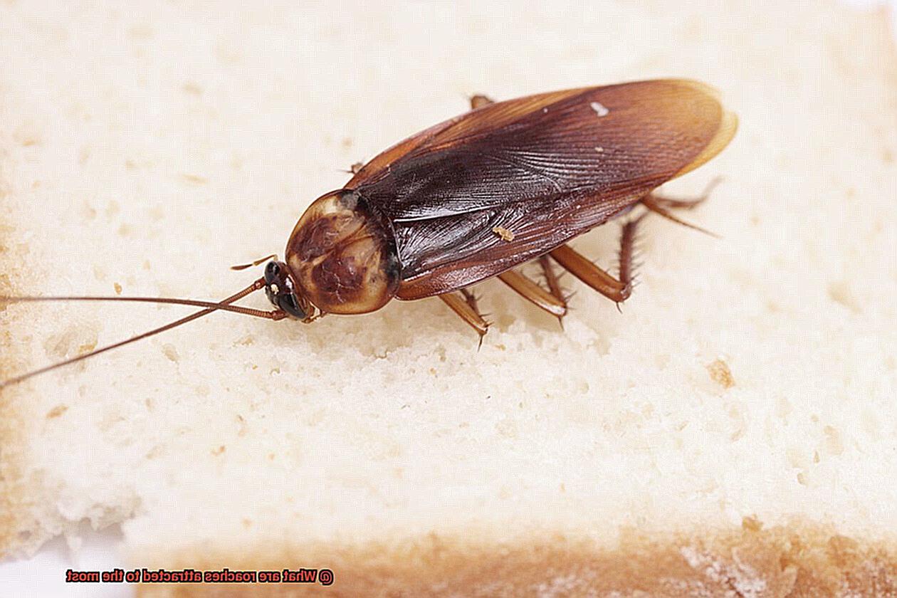 What are roaches attracted to the most-2