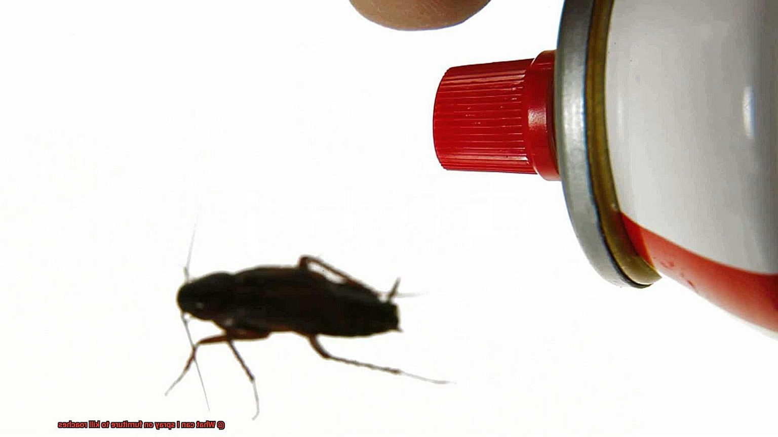 What can I spray on furniture to kill roaches? All About Roaches