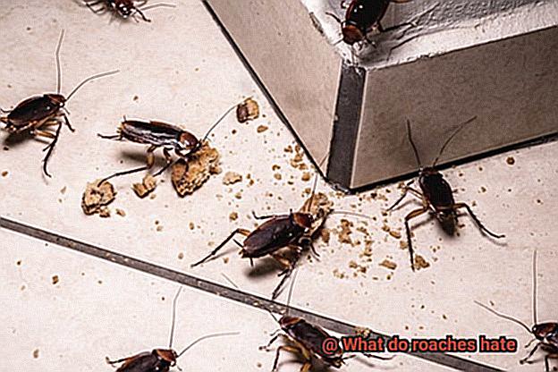 What do roaches hate-6