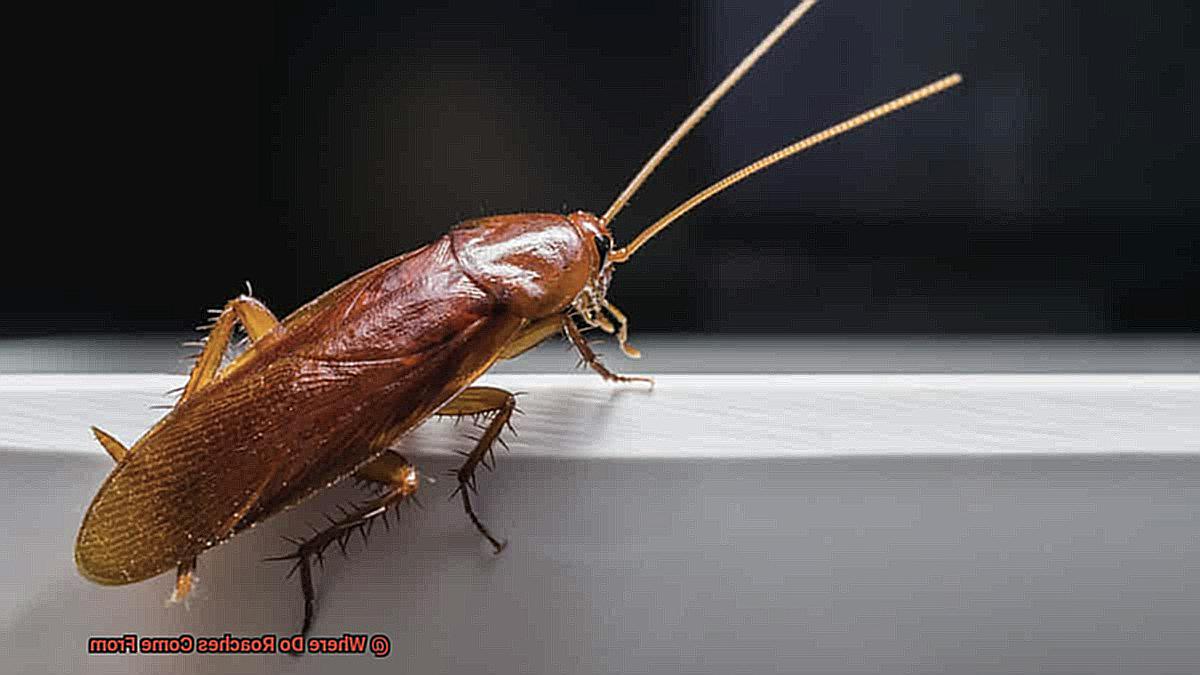 Where Do Roaches Come From-4
