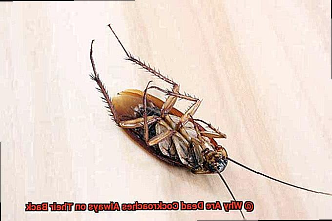 Why Are Dead Cockroaches Always on Their Back-2