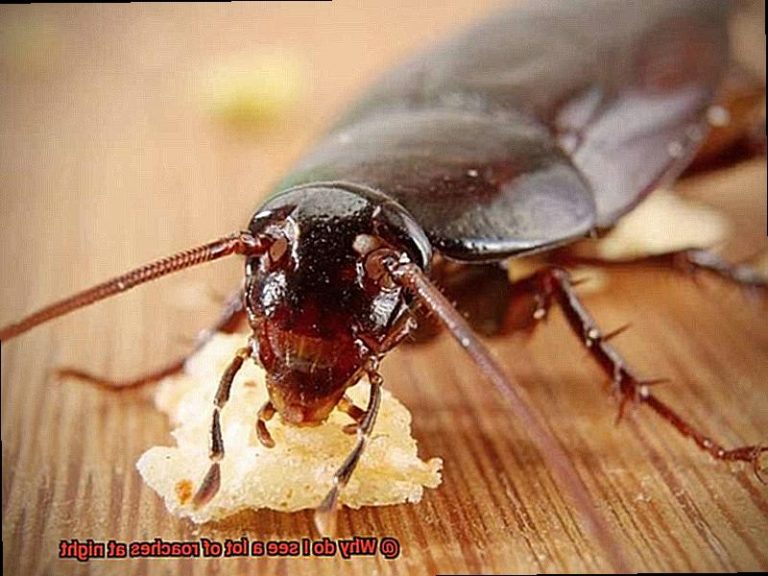 top-7-signs-of-a-cockroach-infestation-and-what-to-do